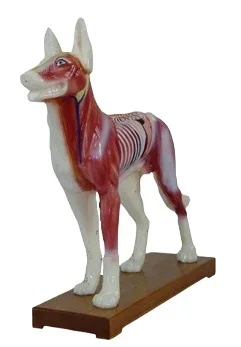 Looma Skelett Koer Nõelravi Anatoomilise Acupoint Õendusabi Massaaž Mudel Meditsiinitarbed